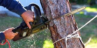 Trusted Holdrege, NE Tree Services Experts
