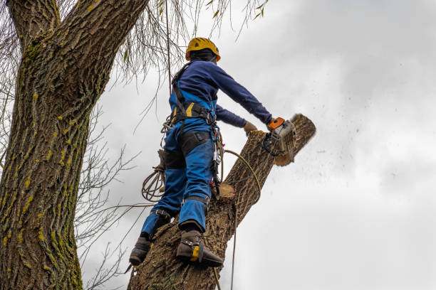 How Our Tree Care Process Works  in  Holdrege, NE